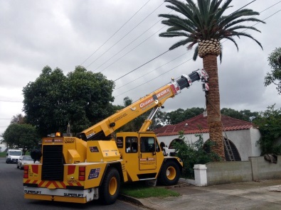 Palm Tree Relocation